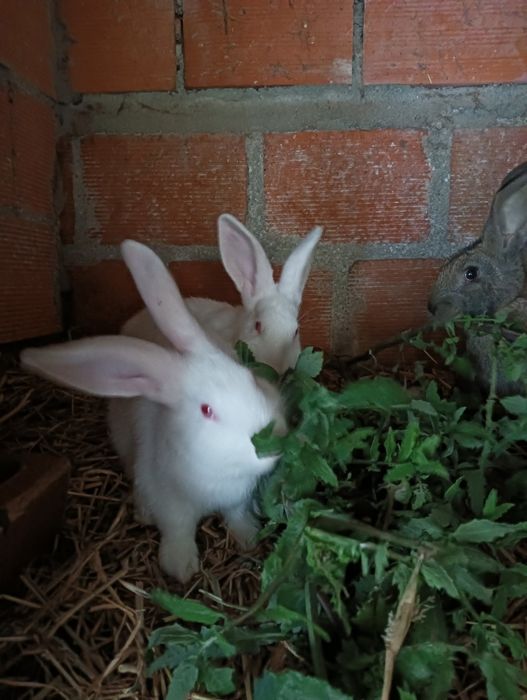 Coelhos caseiros