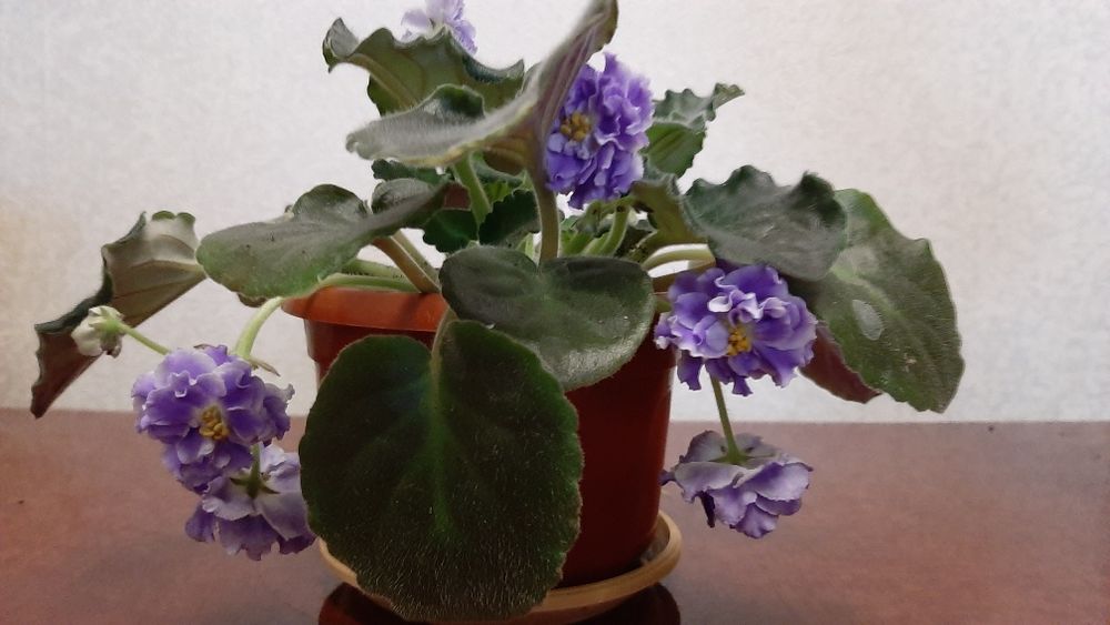 Комнатные цветы, цветы в горшках, фиалка, хойя