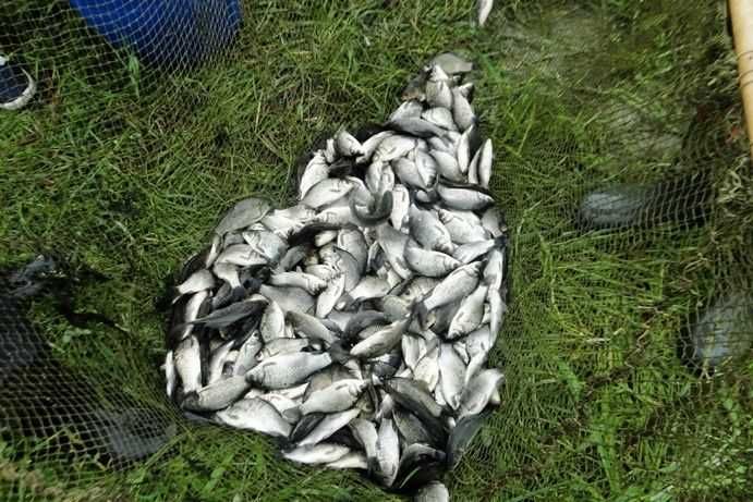 Живець дрібний карась