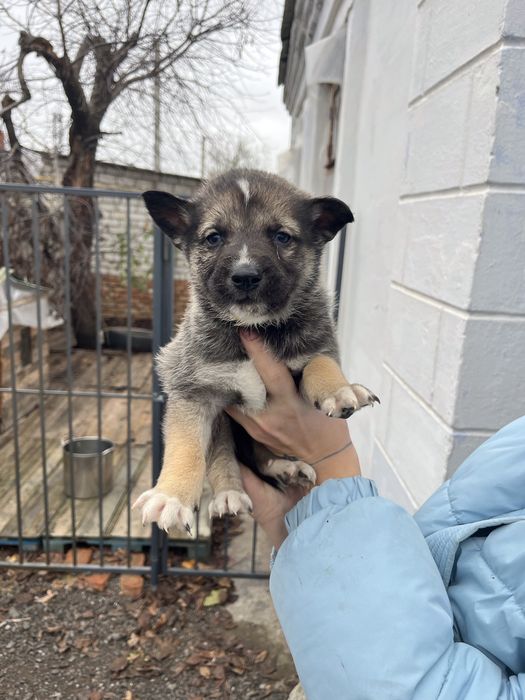 Відам цуценят, метис хаскі