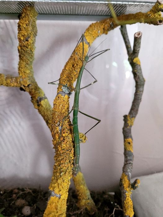 Młode Lonchodiodes Ilocos