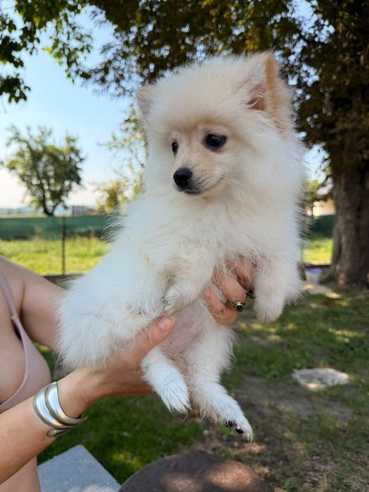 Szpic miniaturowy pomeranian kolor czarny i biały