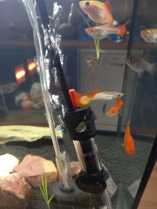 Peixes Guppys de diferentes variedades