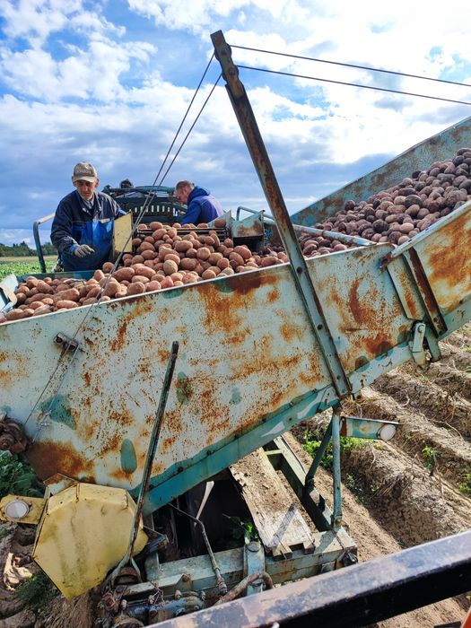 Ziemniaki Denar Lilly Hetman Red Sonia( czerwona) gwiazda Lord