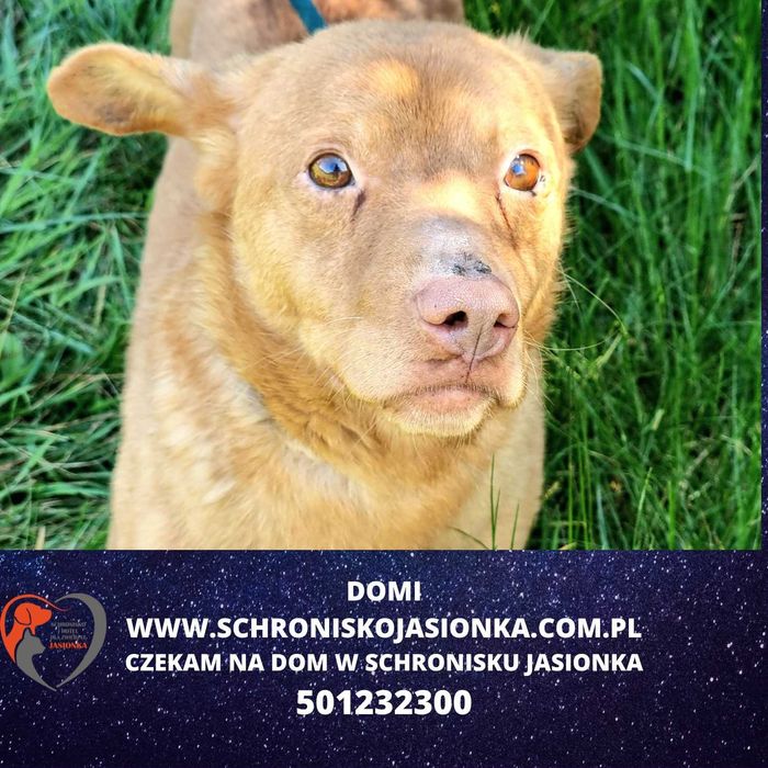 Domi do adopcji – Schronisko Jasionka