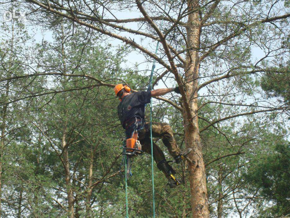 Ścinanie, wycinanie, przycinanie drzew, alpinistycznie
