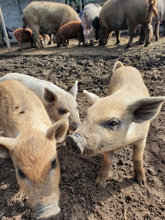 Kiełbasa swojska wędzona Mangalica Duroc