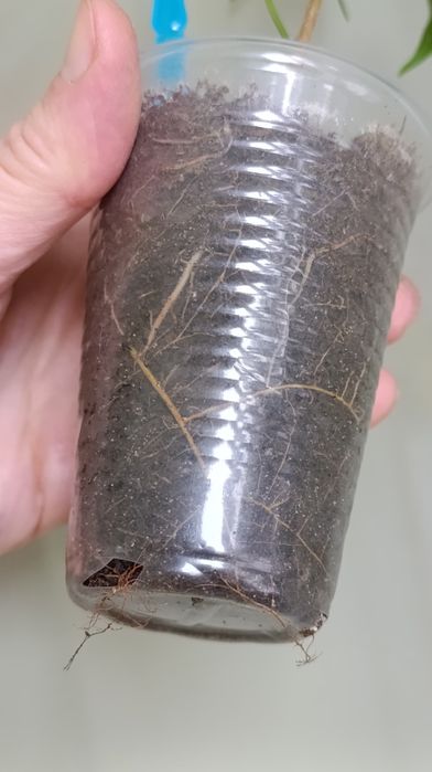 Фікус Бенжаміна сорту Реджинальд та інших 7 сортів