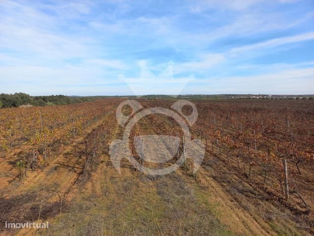 Vinha 11,75Ha Em Plena Produção