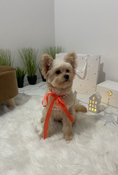 Помапу — Лише 4 дівчинки! Ідеальна можливість