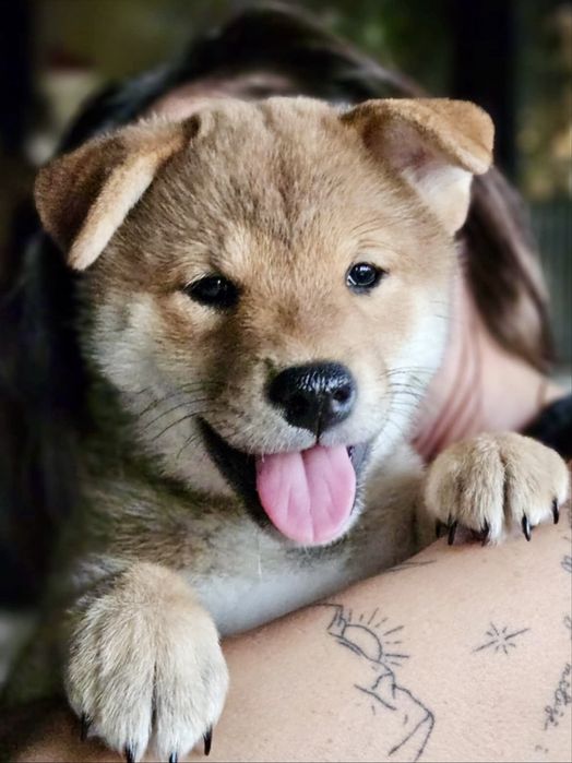 Shiba Inu - dziewczynka ZKwP FCI gotowa do odbioru