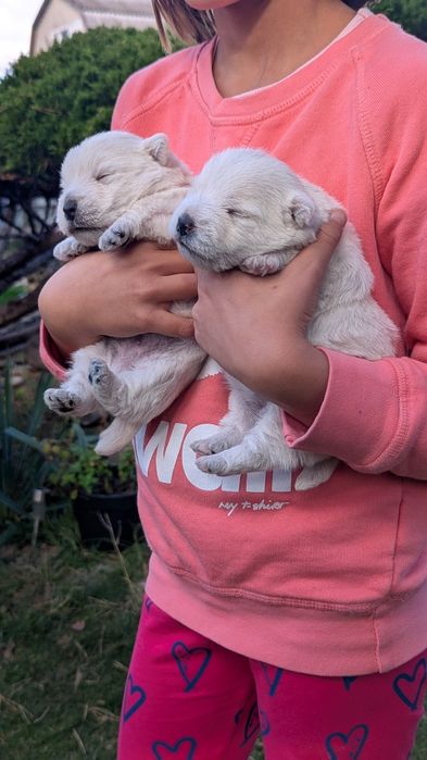 Цуценя Вест Хайленд Уайт тер'єра