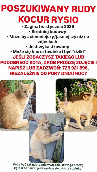 Zaginiony rudy kot w styczniu 2025 poszukiwany nagroda