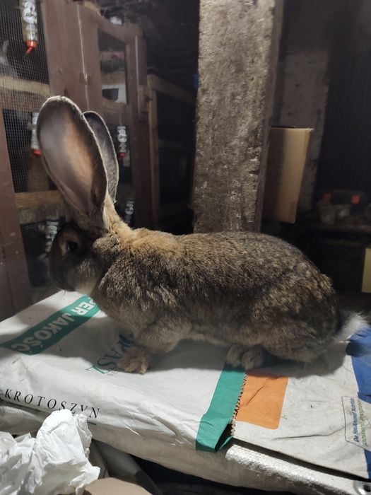 Olbrzym belgijski szary