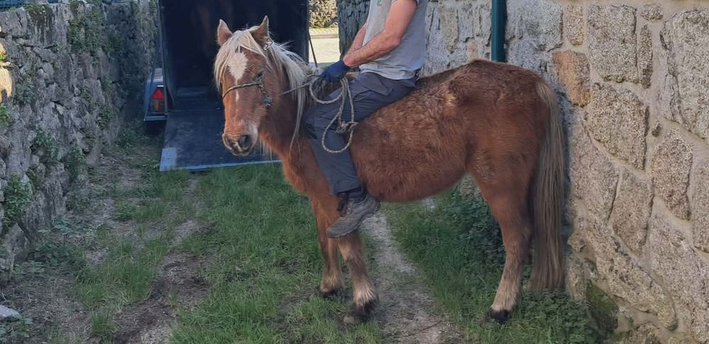 Vendo Égua (cruzada garrano)