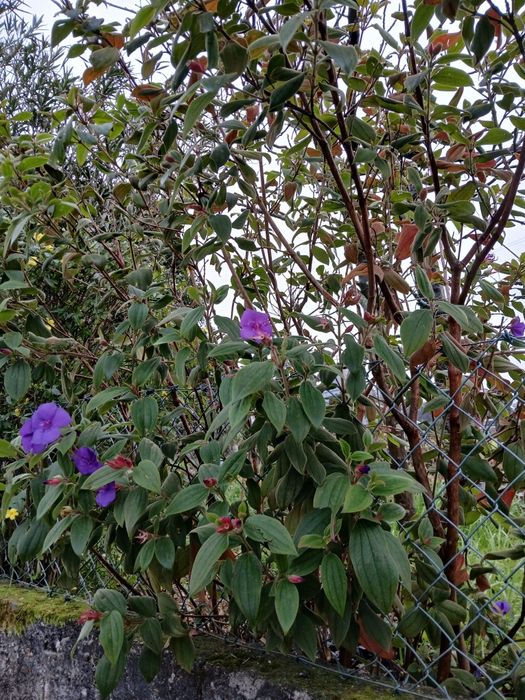 Tibouchina urvilleana