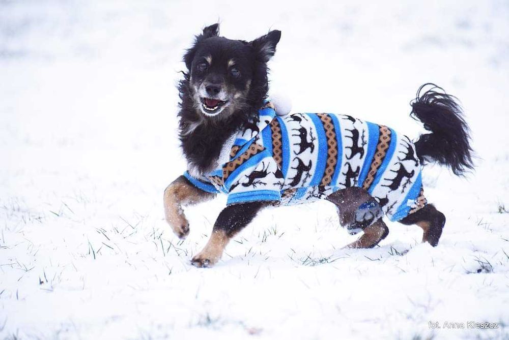 Rej pilnie szuka domu