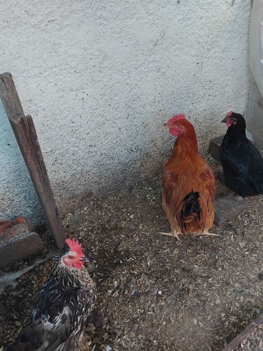 Galo adulto português