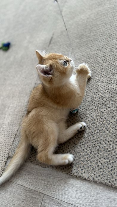 Хлопчик шиншилка котик