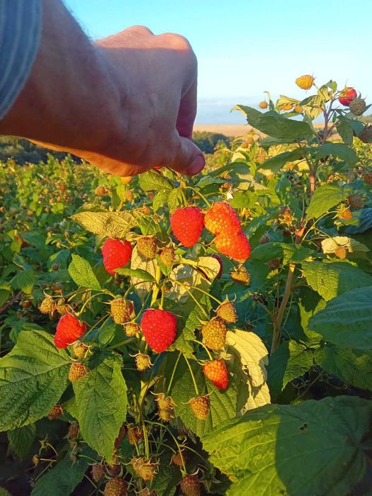 Продам саджанці ремонтантної малини