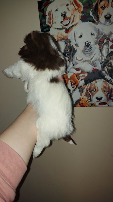 Кому міні чудо? Кому мікро радість? Хлопчик биро йорк. Біро йорк.