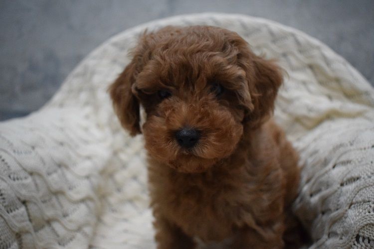 MINI RED Maleńki piesek pudel toy płowy ZKwP FCI