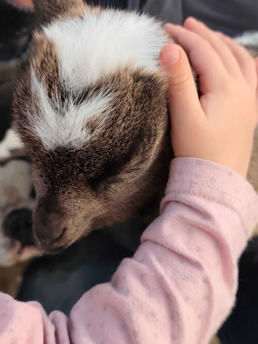 Cabra micro anã e cabritinho micro anão