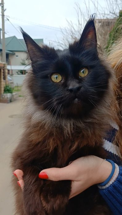 Кошечка Мейн Кун