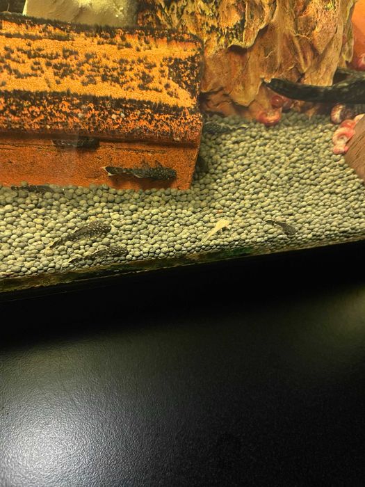 Peixes Ancistrus - Jovens