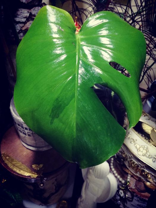 Monstera Green on Green Variegata GoG Large F philodendron filodendron