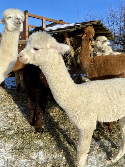 Alpaka, alpaki młody samiec sprzedam