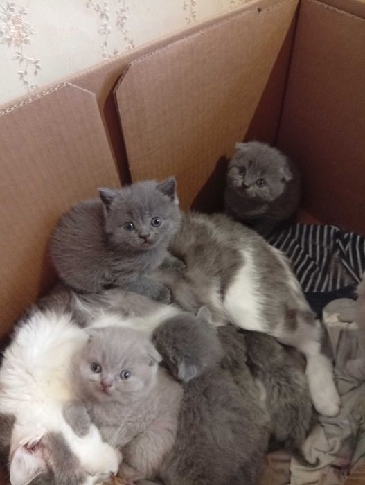 Плюшевые шотландские малыши