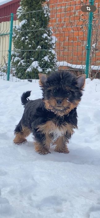 Пропонуємо неймовірно красивого хлопчика породи йоркширський тер'єр