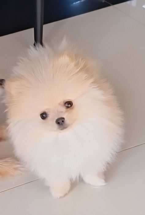 Szpic miniaturowy pomeranian dziewczynka suczka