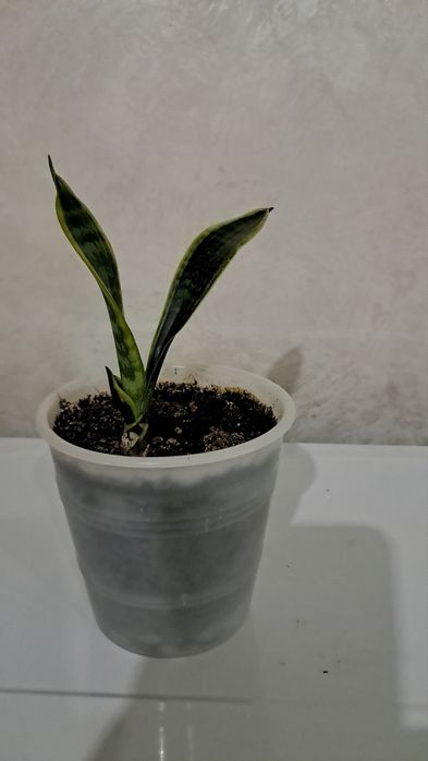 Сансевієрія лауренті