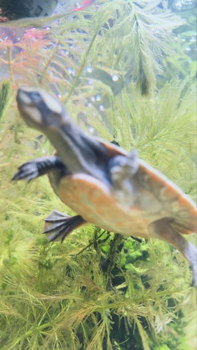 Zolw Emydura subglobosa.