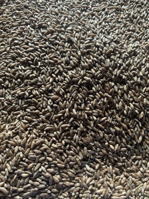 Pszenica, pszenzyto dla kur, golebi