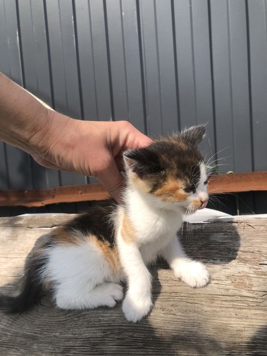 Кошенята терміново шукають дім