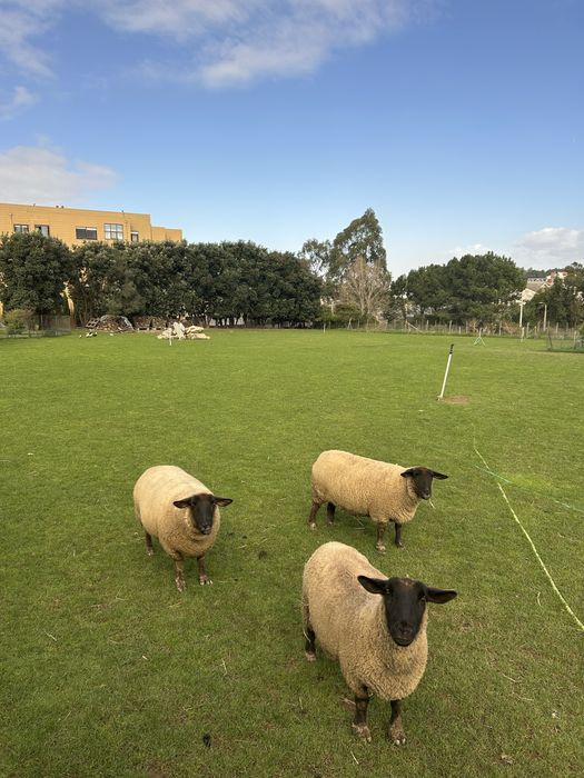 Vendo rebanho suffolk