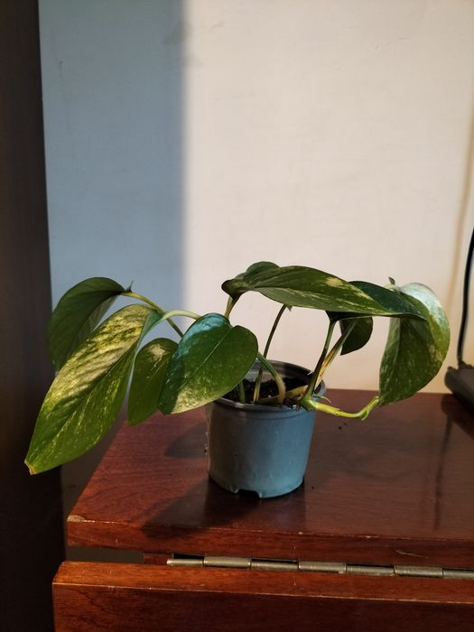 Сциндапцус золотистий