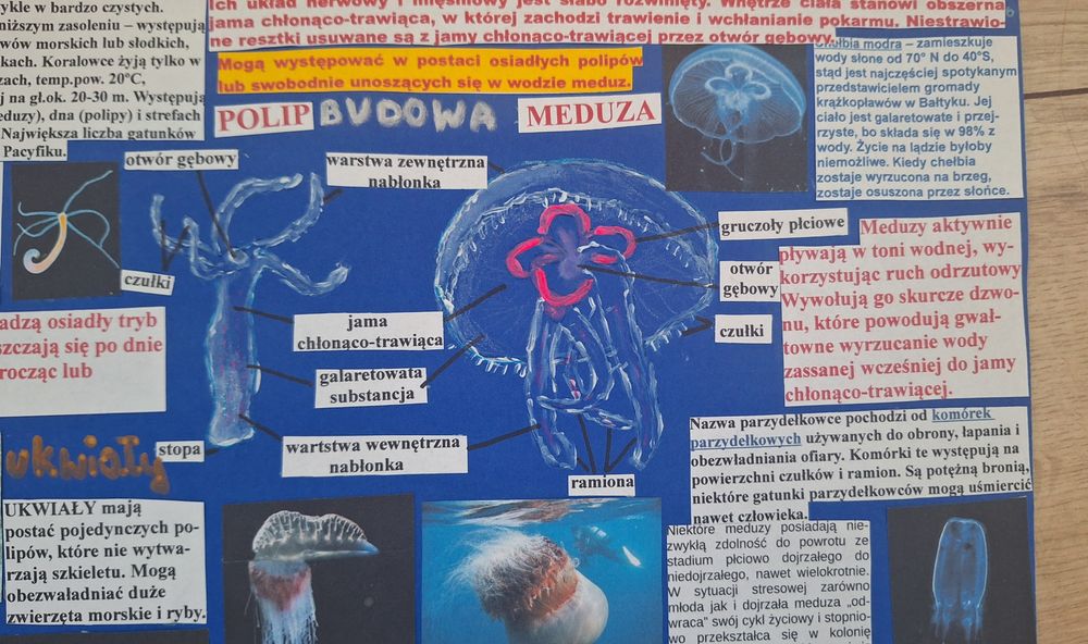 Plakat na biologię parzydełkowce
