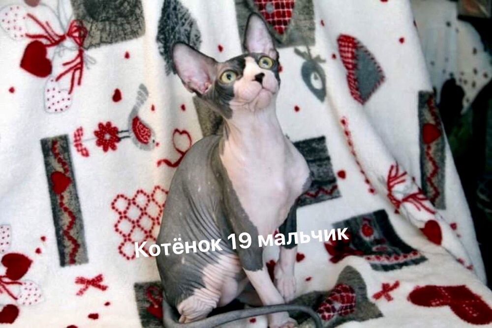 Малыши карандаши