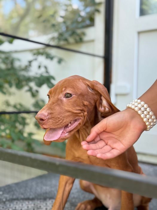 Угорська вижла або венегерская выжла