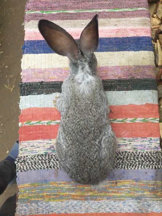 Кролі на плем'я Шиншила. Кролики, молодняк,кітні самки, робочі самці