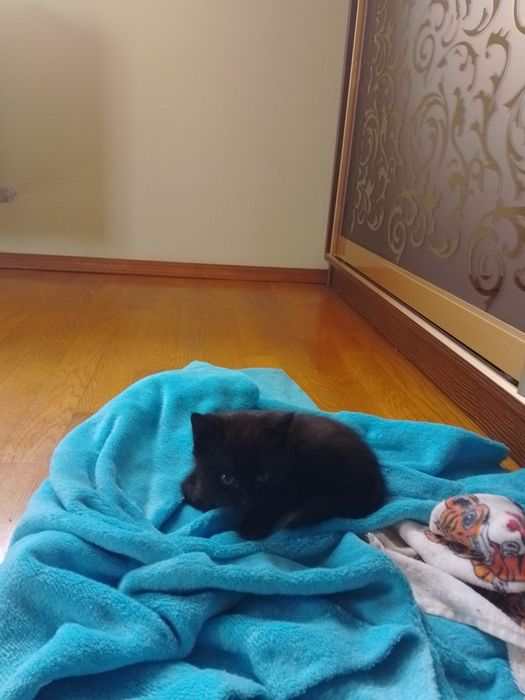 Отдам в ручки обращайтесь по номеру