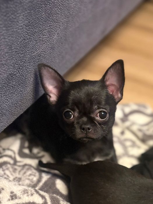 Chihuahua Sunia Czarna