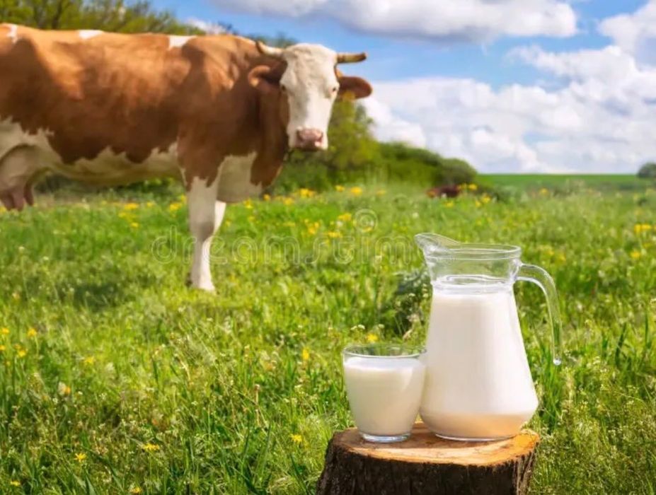 Świeże mleko ekologiczne