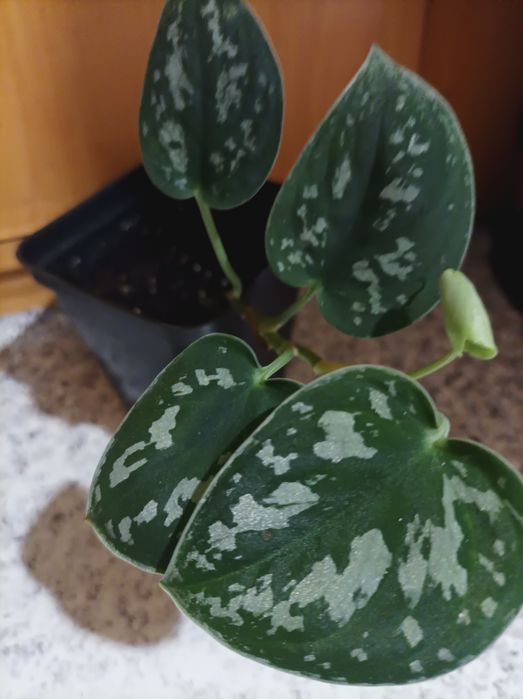 Хойя Керрі зелена