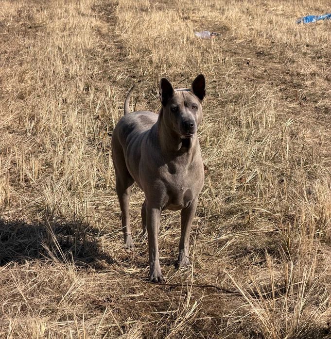 Oddam psa Thai Ridgeback do adopcji