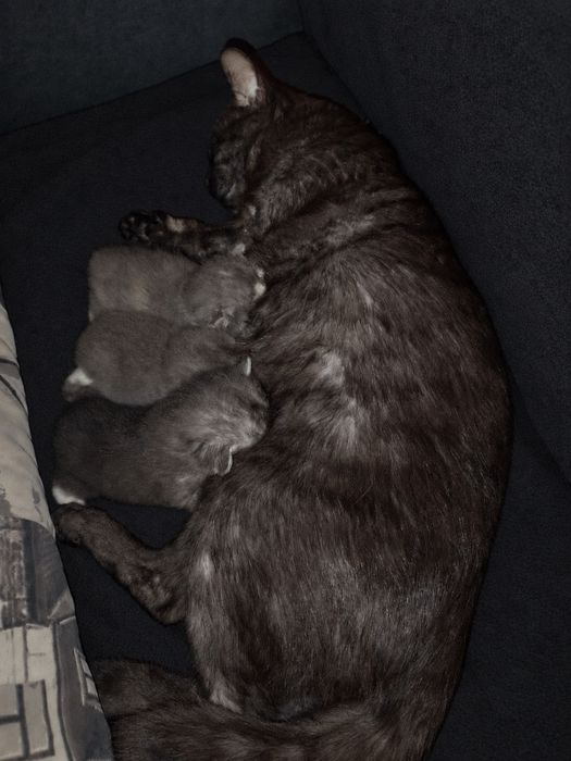 котенятка по 2 місяці